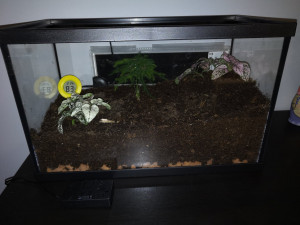 Terrarium vu de face, [Blog] Mes Odontomachus haematodus