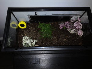 terra vu du dessus, [Blog] Mes Odontomachus haematodus