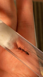 Odontomachus haematodus, [Blog] Mes Odontomachus haematodus