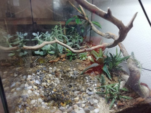 Le terrarium de côté, Messor barbarus en terrarium