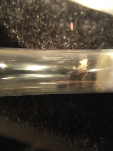 Gyne et les premières larves, **Fin** [Blog] Crematogaster scutellaris
