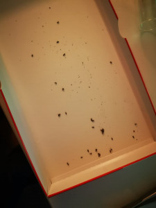 photo de toutes les ouvrières mortes, Mort de toutes mes ouvrières Lasius niger