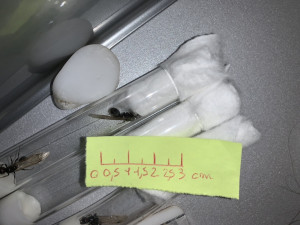 De coté, [Messor barbarus] Gynes trouvées à Sète