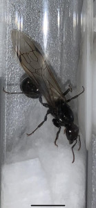 Vu de haut, [Messor barbarus] Gynes trouvées à Sète