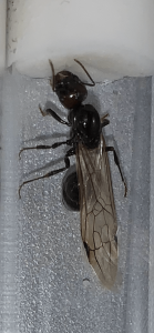 Zoom vu de haut, [Messor barbarus] Gynes trouvées à Sète