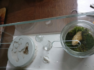 Vu du haut avec terrarium, Présentation Temnothorax nylanderi