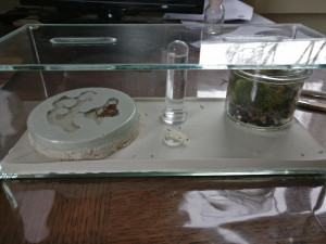 Vue d'ensemble, Présentation Temnothorax nylanderi