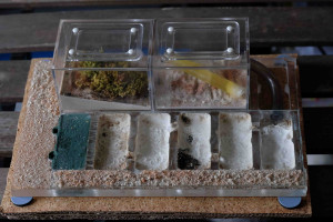 Hauteur, Nid plexi pour les nicobarensis