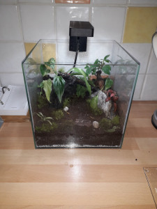 Le terrarium, [Blog] Mystrium rogeri