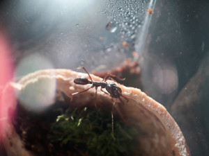 Les colocataires, Odontomachus monticola (Bornéo), [Blog] Mystrium rogeri
