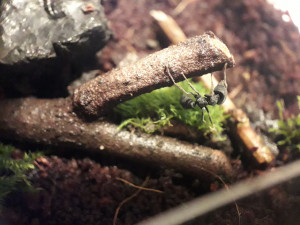 Mystrium dans son terrarium, [Blog] Mystrium rogeri