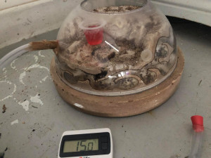 Colonie Lasius Niger, Diapause très en retard - Lasius niger