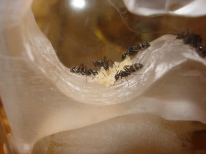 une petite partie du couvain, Les Camponotus de funkyben