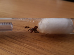 Humidité, Comportement étrange, Camponotus nicobarensis
