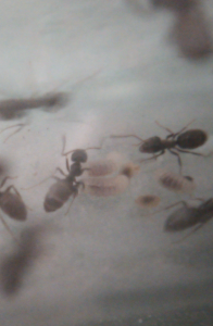 Première fondation : les larves grossissent..., [Blog] Lasius (Dendrolasius) fuliginosus, notre parasite préférée !