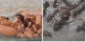 Comparaison avant-après : le cauchemar des nutritionnistes !, [Blog] Lasius (Dendrolasius) fuliginosus, notre parasite préférée !