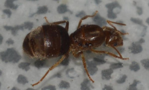 Petite gyne de Bali, [Pseudolasius sp.] Petite gyne de Bali