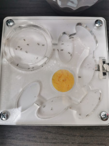 Nid en plexiglas, Mortalité chez Pheidole pallidula