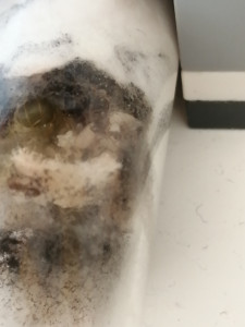 Gyne en question, [Lasius sp.] Identification d'une gyne de juillet 2019