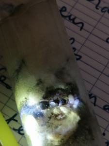 [Lasius sp.] Identification d'une gyne de juillet 2019, IMG_20200404_172951.jpg