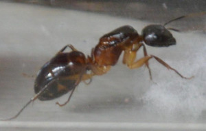 campo.sp.2, Camponotus sp. de Bali