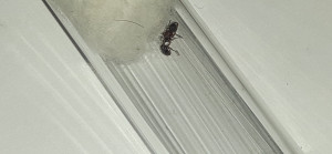 Photo 1, [Myrmica sp.] Identification gyne trouvée cet après-midi