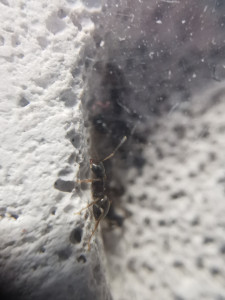 [Lasius sp.] Identification d'ouvrières de mon jardin, 92375660_216039389721138_7540233422237597696_n.jpg