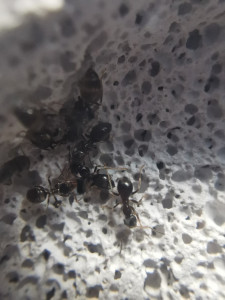 [Lasius sp.] Identification d'ouvrières de mon jardin, 92549396_645532166246502_753459760480649216_n.jpg