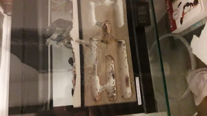 Nid2, [Blog] Lasius niger