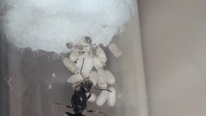 Les débuts, [Blog] Lasius niger