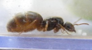 [Lasius] Identification Gyne_A, Gyne_B__.jpg