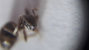 Lasius 1, [Blog] Lasius niger