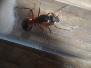 Formica pratensis photo vue de dessus, [Blog] Présentation de mes colonies