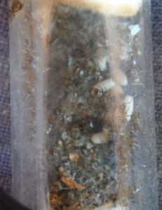 Lasius emarginatus le 10/04/20, [Blog] Présentation de mes colonies