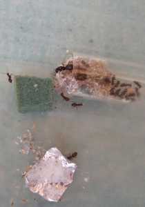 15h20 - Sa Majesté daigne sortir, [Blog] Lasius (Dendrolasius) fuliginosus, notre parasite préférée !