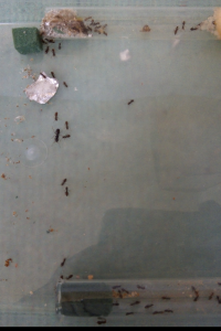 15h22 - Sa Majesté sur le chemin, [Blog] Lasius (Dendrolasius) fuliginosus, notre parasite préférée !