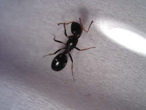 Photo vue de dessus, [Dolichoderus quadripunctatus] Gyne Dolichoderus quadripunctatus ?