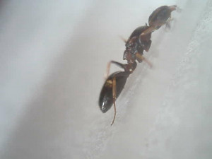 Photo vue de profil, [Dolichoderus quadripunctatus] Gyne Dolichoderus quadripunctatus ?