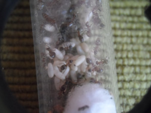 Lasius emarginatus et leur tapis de cocons (certains sont cachés sur la photo), [Blog] Présentation de mes colonies