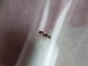 Gyne, [Myrmica sp.] Confirmation identification gyne Myrmica