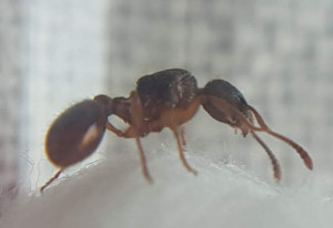 Gyne 2, [Myrmica sp.] Confirmation identification gyne Myrmica