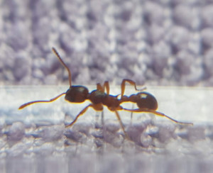 On dirait vraiment une ouvrière, [Myrmica sp.] Confirmation identification gyne Myrmica