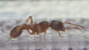 On voit mal le thorax..., [Myrmica sp.] Confirmation identification gyne Myrmica