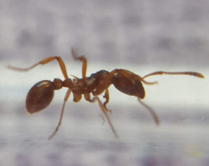 La dernière, [Myrmica sp.] Confirmation identification gyne Myrmica