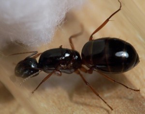[Camponotus nylanderi] Camponotus sicilienne..., Camponotus002.jpg