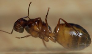 [Camponotus nylanderi] Camponotus sicilienne..., Camponotus004.jpg