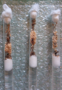 Formica dépendantes avec cocons, Techniques de démarrage d'une fondation de Formica dépendante