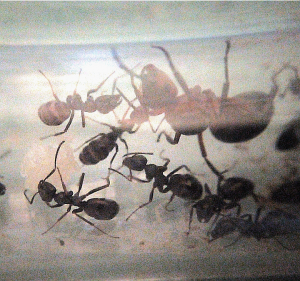 Formica (Formica) cf. polyctena avec grappe d'œufs, Techniques de démarrage d'une fondation de Formica dépendante