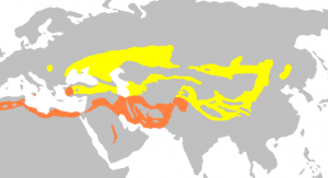 Carte steppe chinoise de Wikipédia., Environnement steppes chinoises - Componotus turkestanus