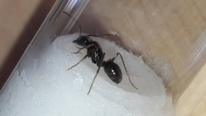 Gyne1, [Lasius fuliginosus] Gyne noire brillante